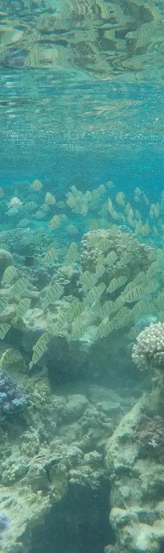 Fische, Fische, Fische!